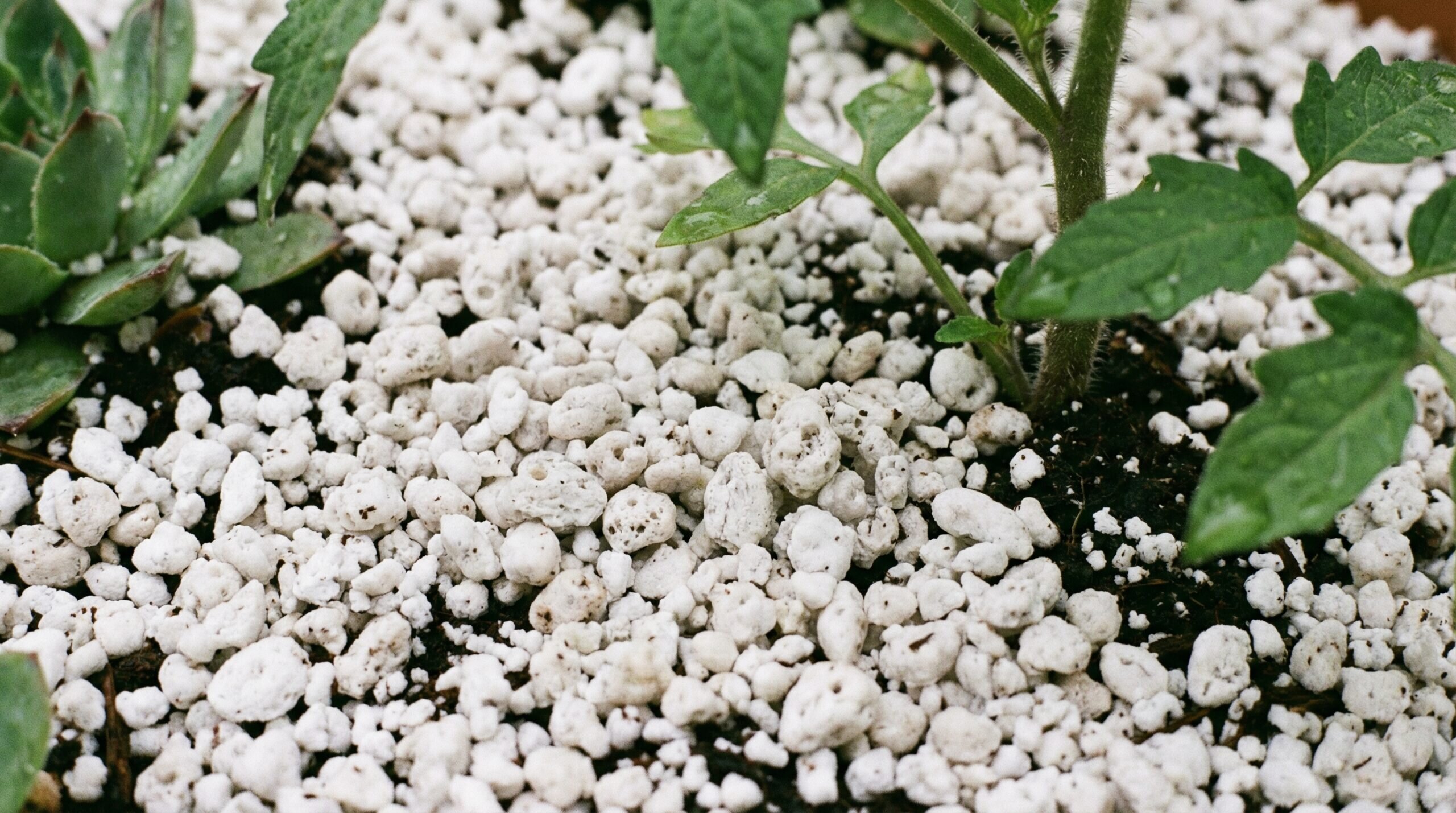 White perlite granules spread as mulch around garden plants