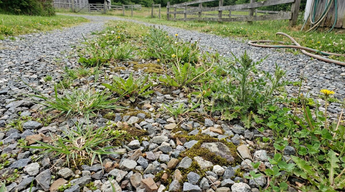 Gravel driveway with weeds growing between stones