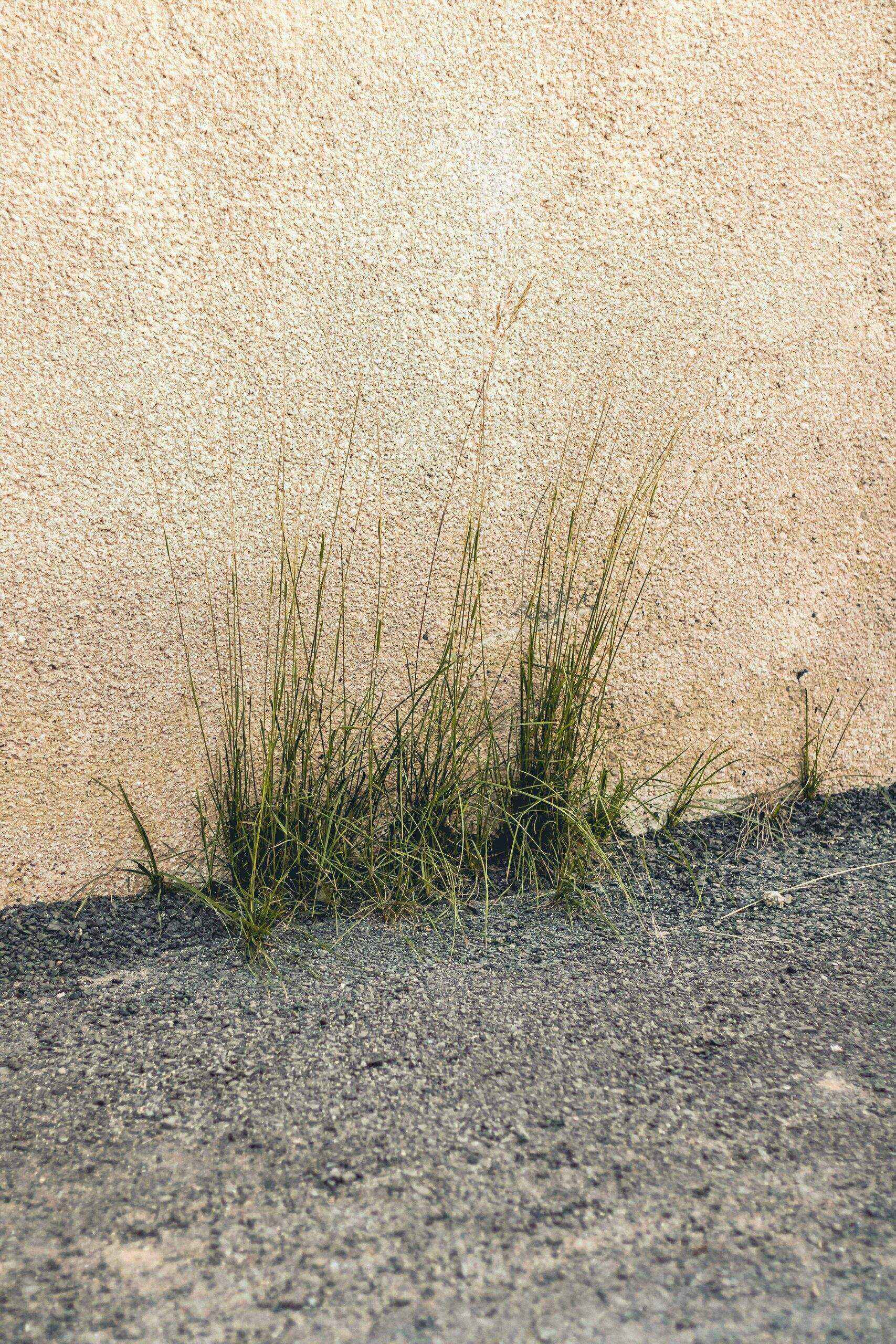 Gravel driveway with weeds before treatment